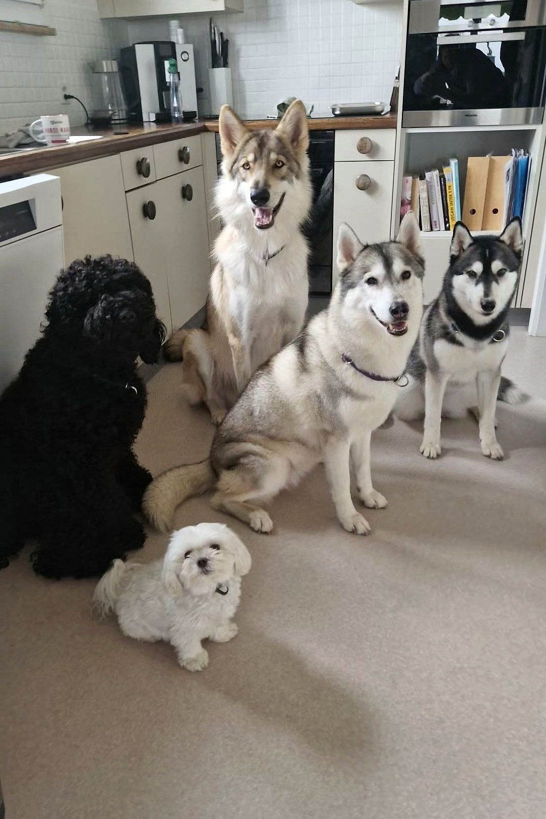 Barbet, mehrere Siberian Huskys und ein kleiner weisser Hund sitzen in der Wohnküche