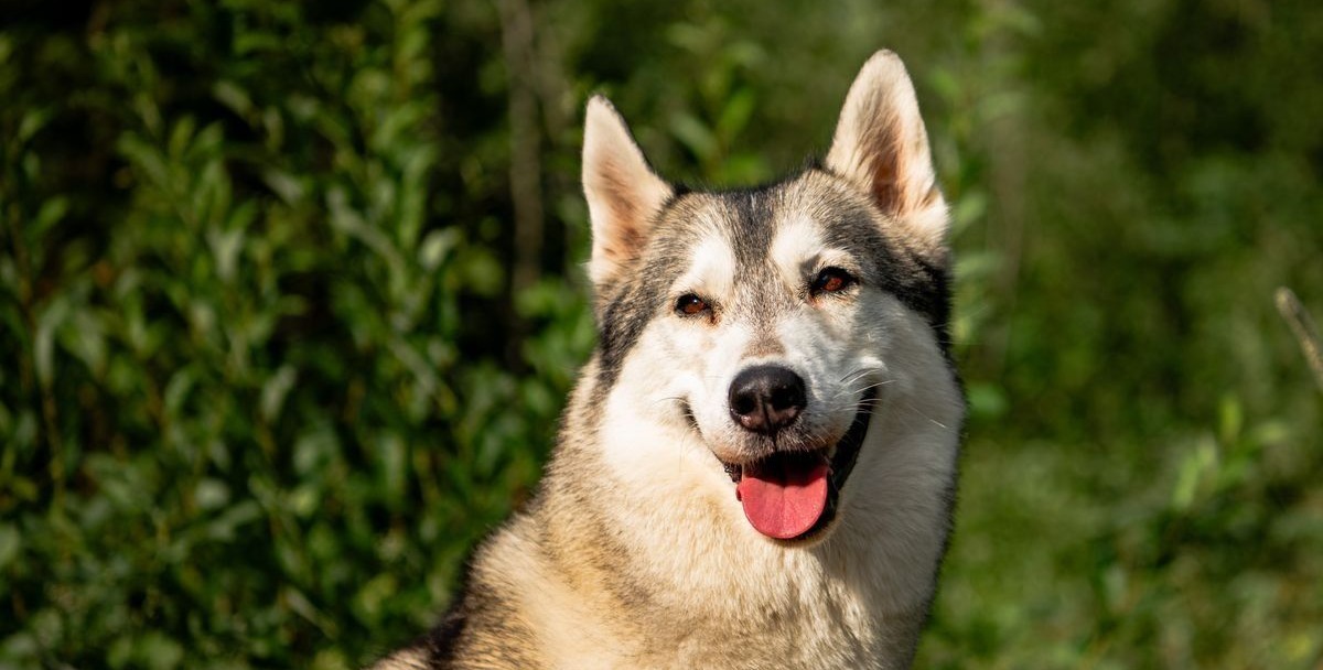 Grau-weisser Siberian Husky sitzt aufmerksam vor einer grünen Hecke