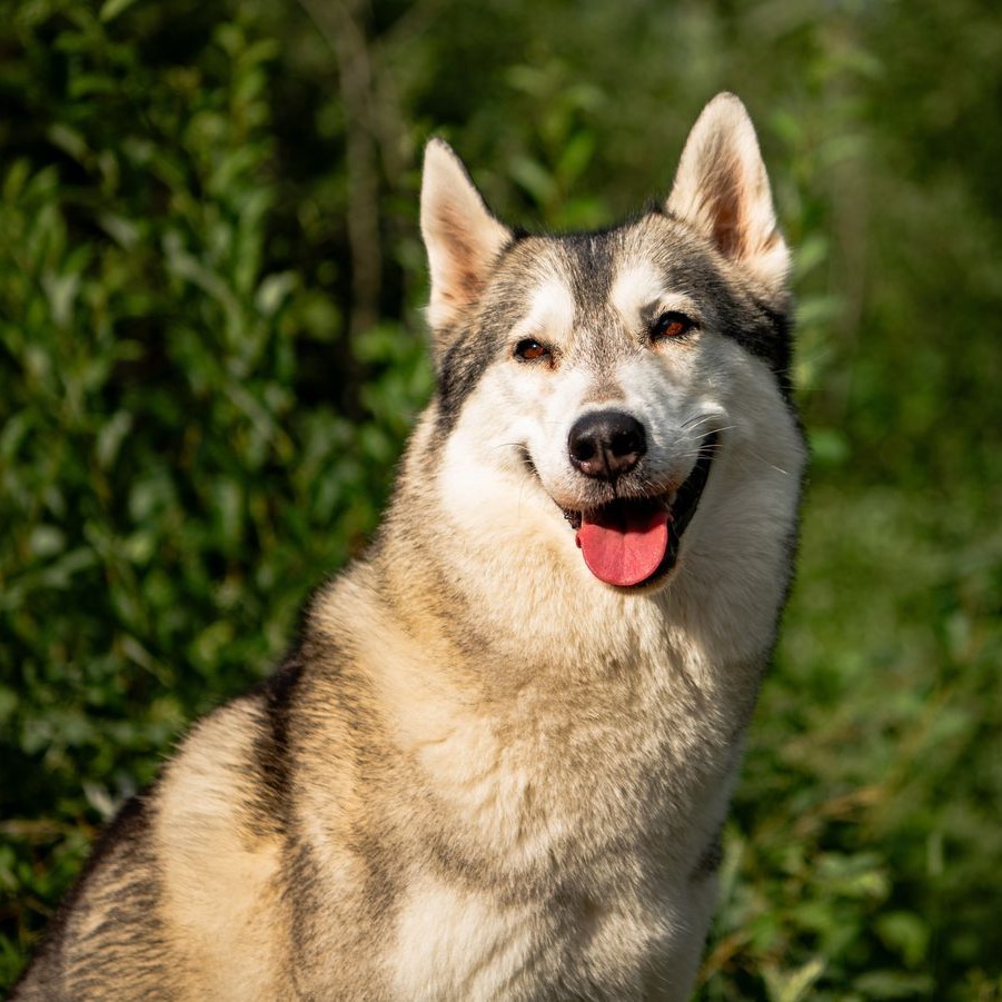 Siberian Husky from the Joiel’s Palace kennel sitting in front of a green hedge