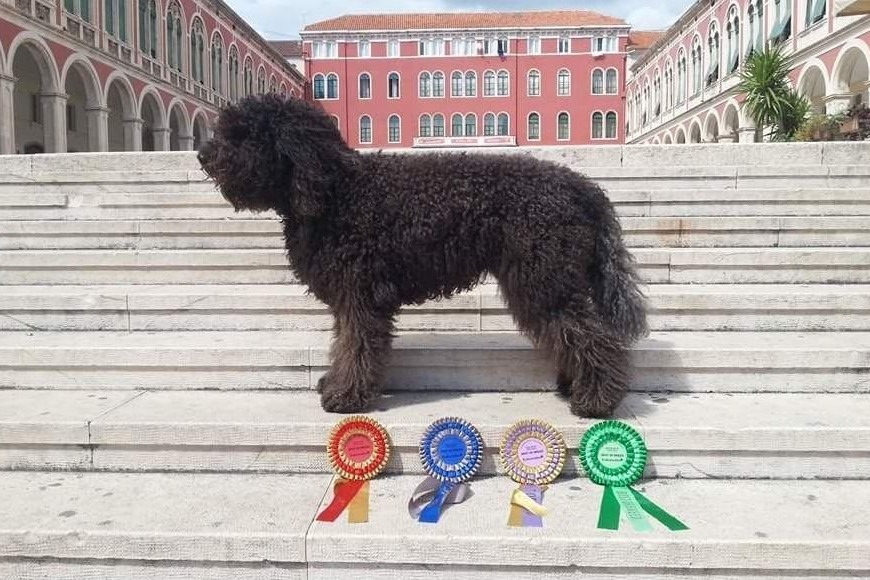 Black Barbet standing on outdoor steps beside four dog show rosettes