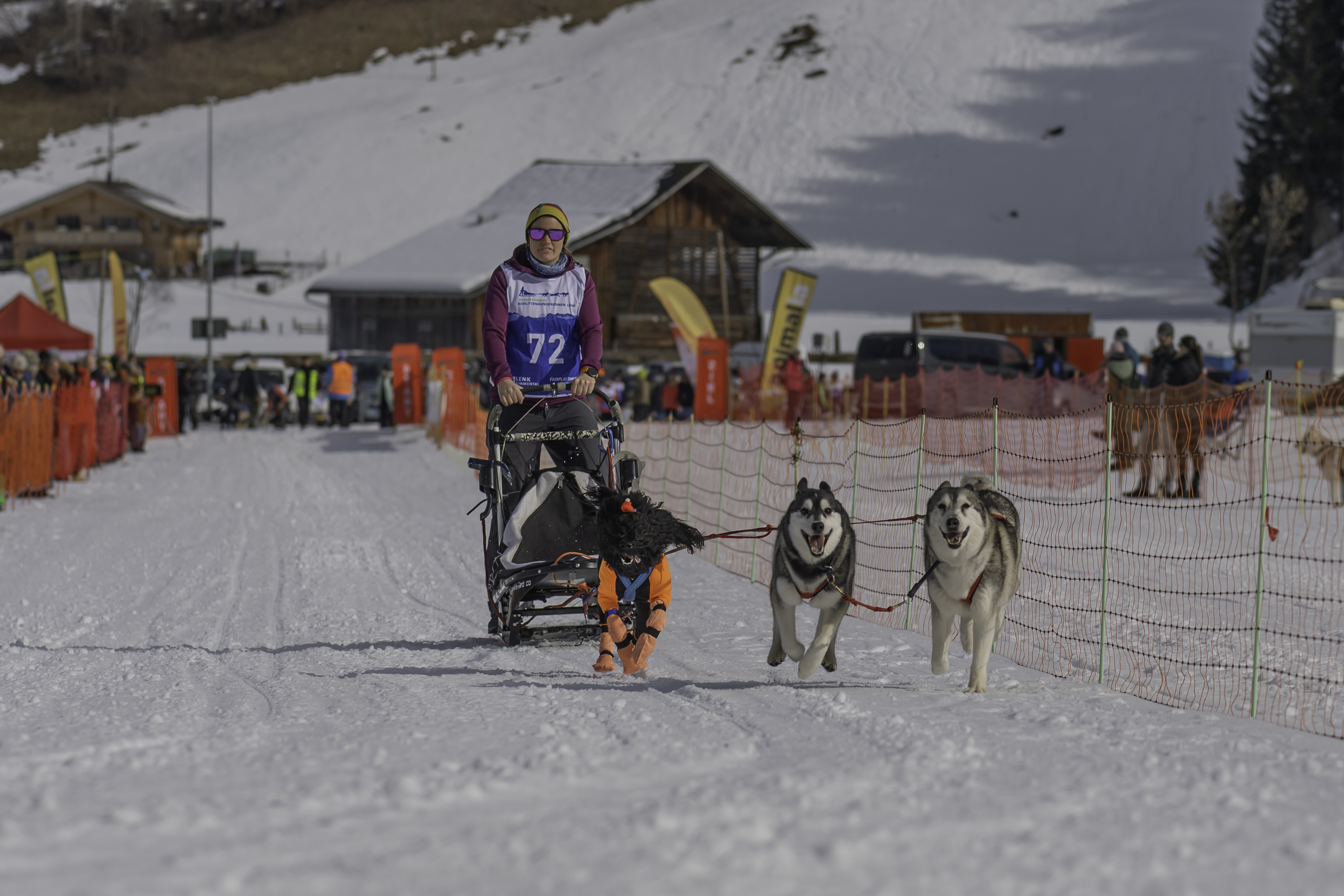 Sled dog race Lenk, Joya, Kona and Levi