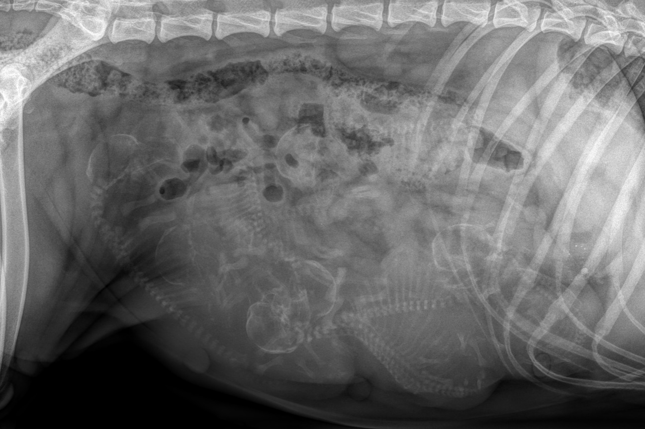 Röntgenbild von Levis trächtigem Bauch, die Skelette der Welpen sind zu erkennen