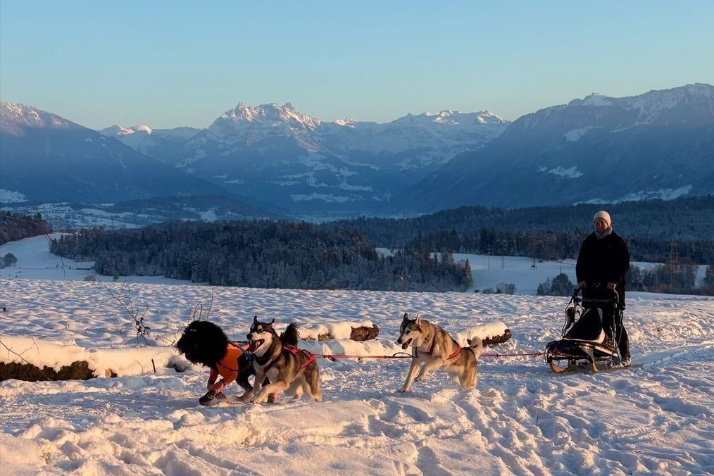 Gespann aus Siberian Huskys zieht im Schnee einen Schlitten vor Bergpanorama