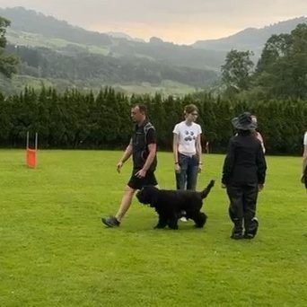 Barbet Levi during a working test on the grass