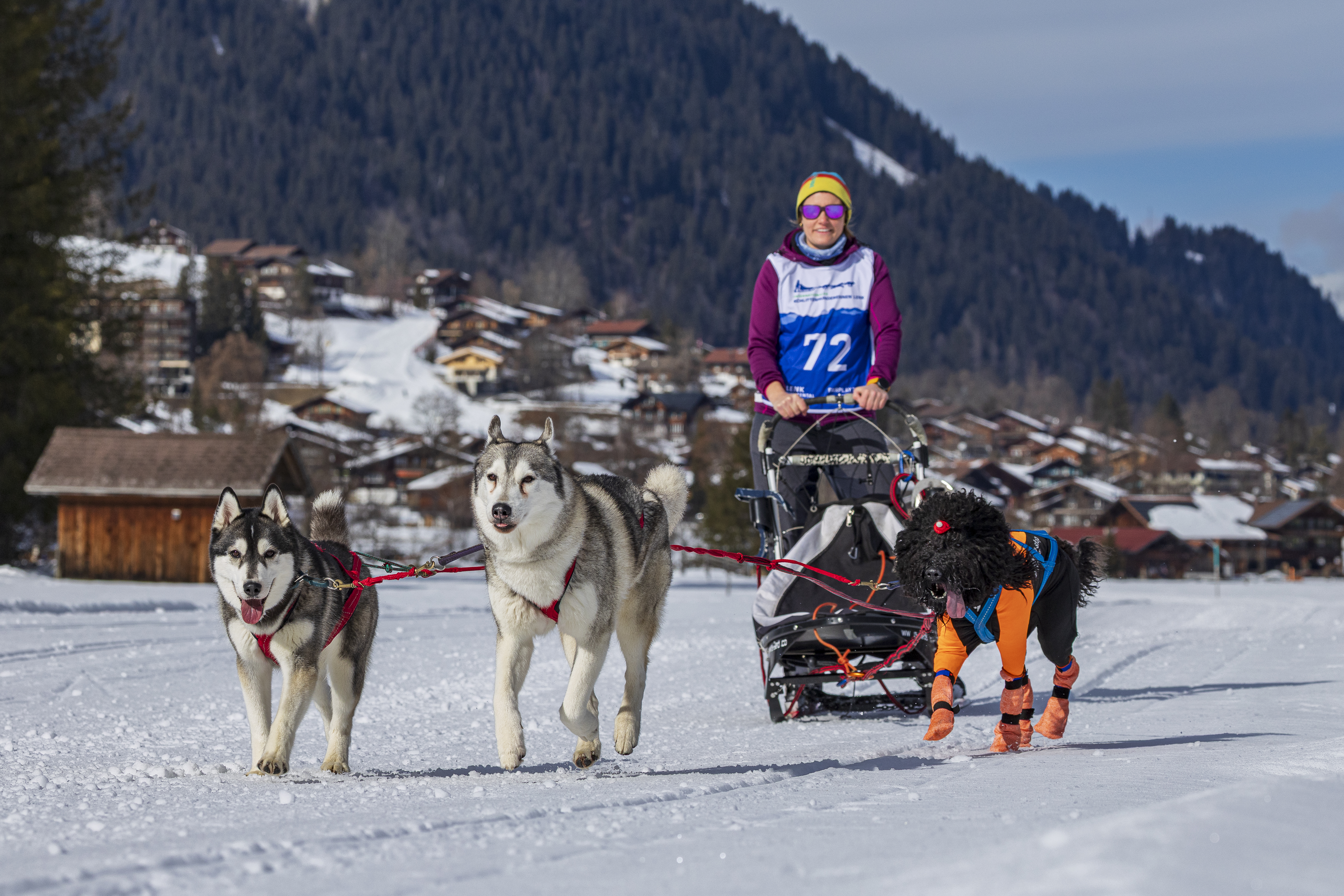 Schlittenhunderennen Lenk Joya, Kona und Levi