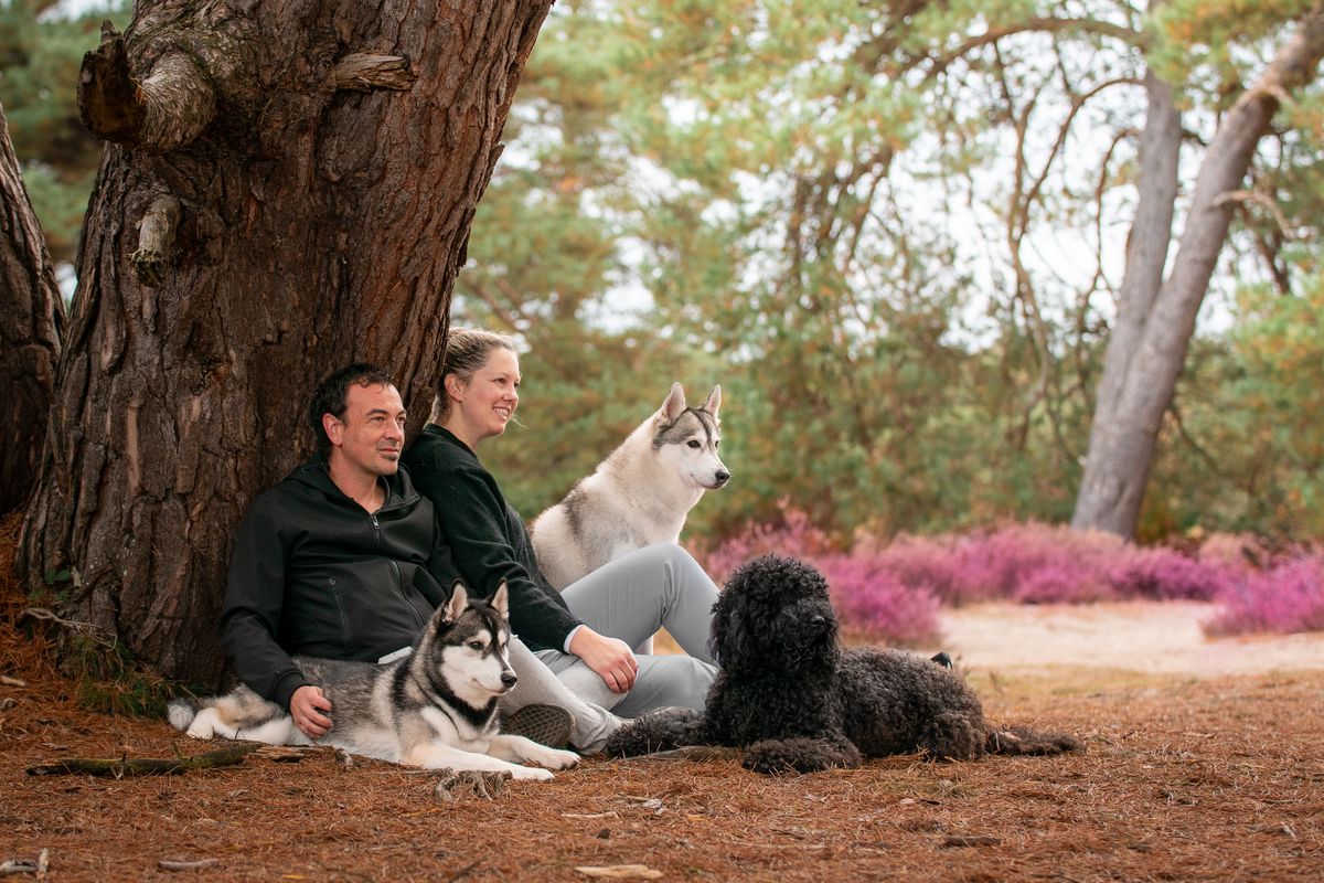 Züchterpaar sitzt mit zwei Siberian Huskys und dem Barbet unter einer Kiefer