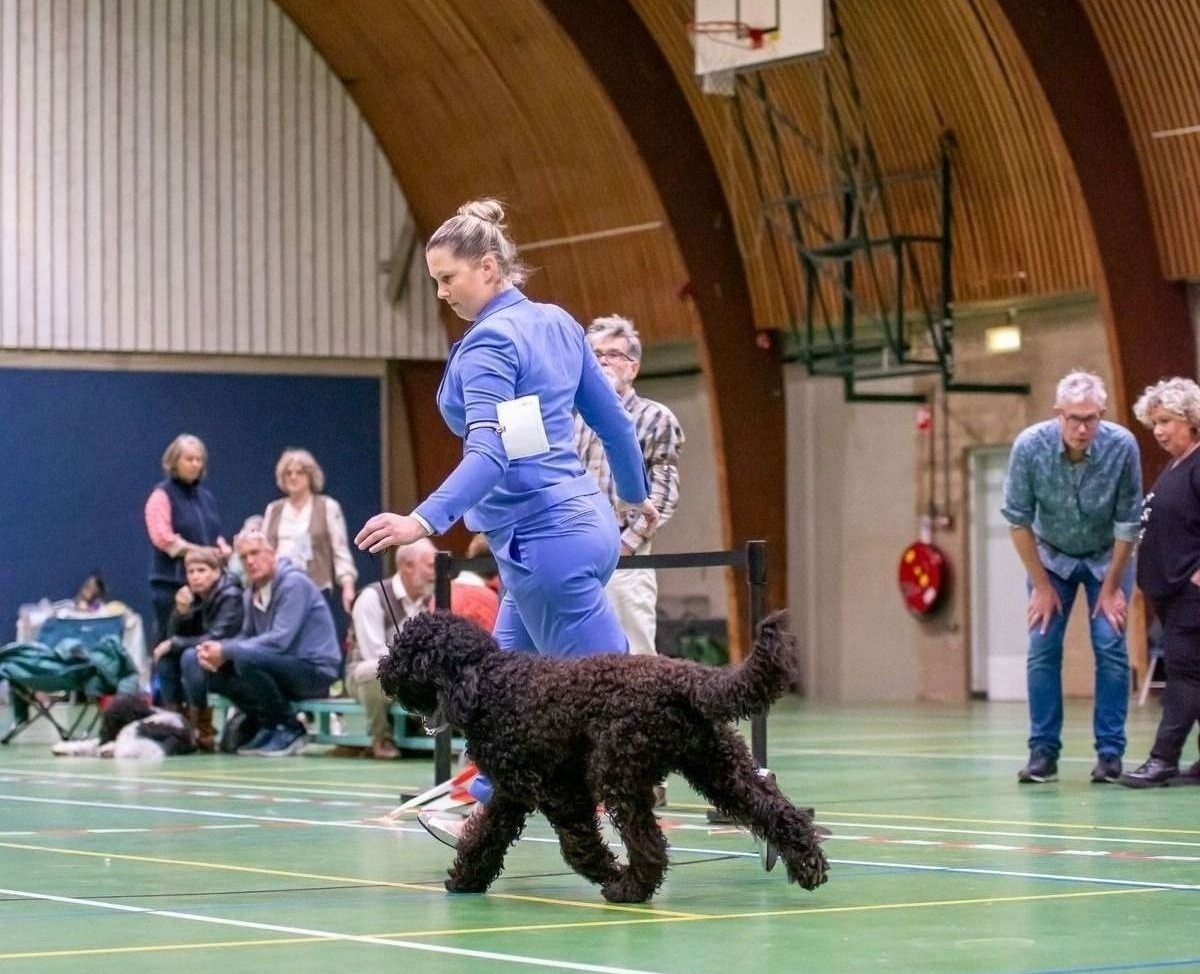 Barbet trabt neben der Hundeführerin durch den Ausstellungsring