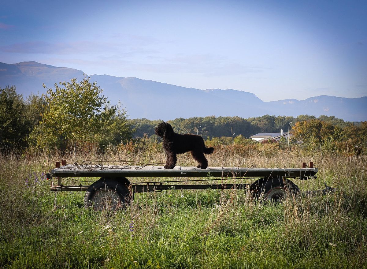 Barbet steht auf einem alten Leiterwagen in einer Wiese vor Bergkulisse