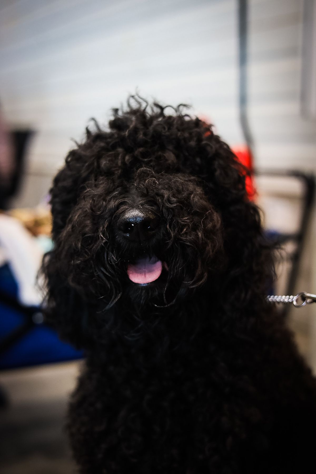 Portrait eines schwarzen Barbet mit dichtem Lockenfell an einer Hundeausstellung