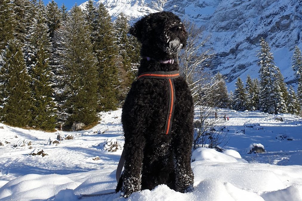 Black Barbet in a harness sitting in the snow in front of snowy mountains