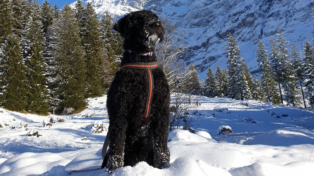 Schwarzer Barbet mit Geschirr sitzt im Schnee vor verschneiten Bergen