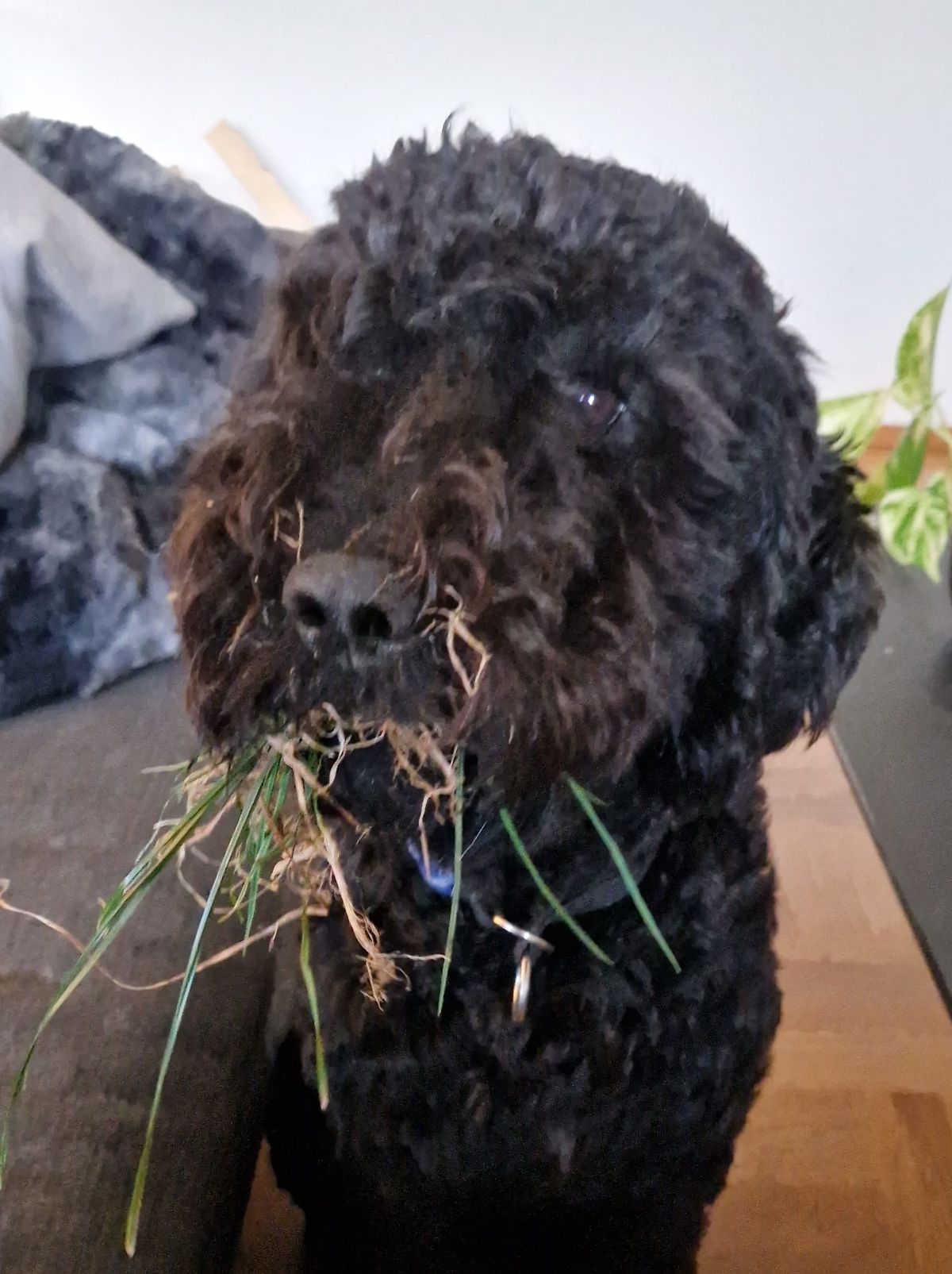 Barbet mit einem Büschel Gras im Maul, Nahaufnahme im Wohnraum