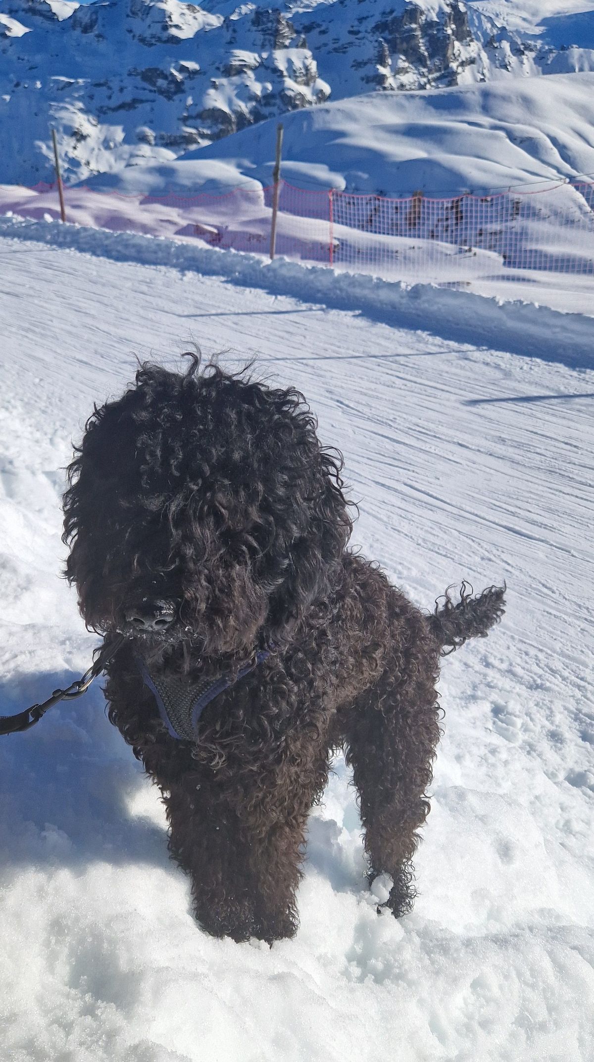 Barbet im Schnee auf einer Winterwanderung in den Bergen