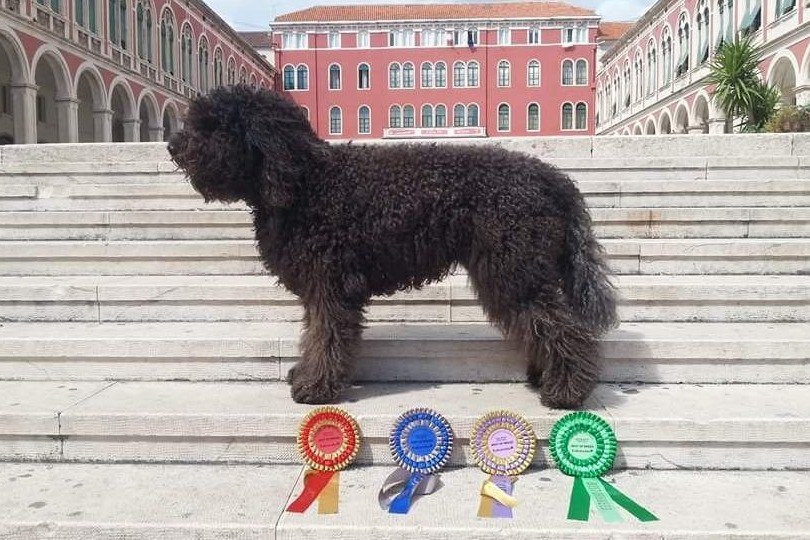 Barbet on an outdoor staircase with four show rosettes
