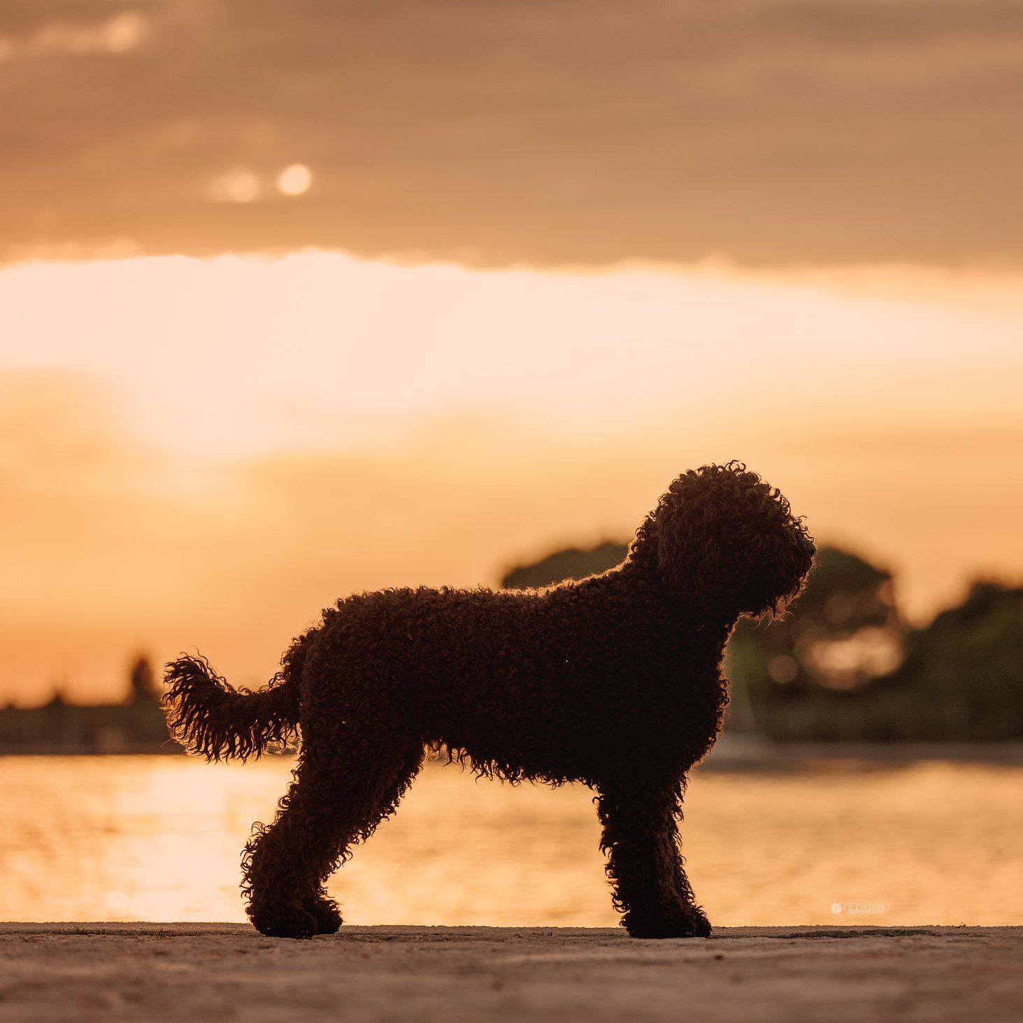 Barbet im Profil vor einem orangen Sonnenuntergang am Wasser