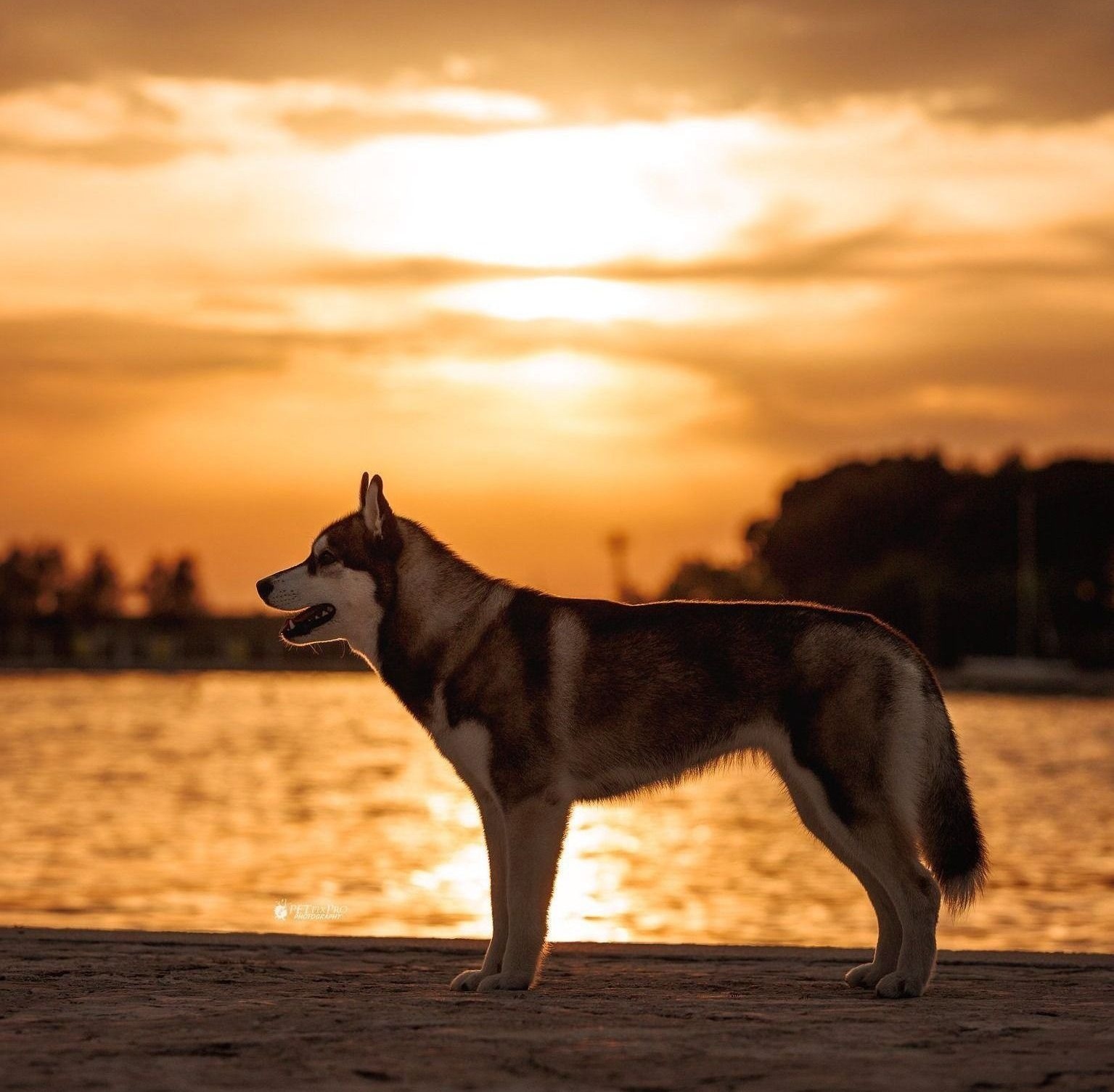 Dunkler Siberian Husky steht im Profil am Ufer bei Sonnenuntergang