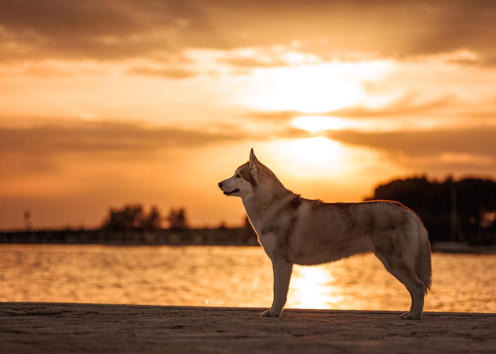 Siberian Husky am Ufer bei Sonnenuntergang