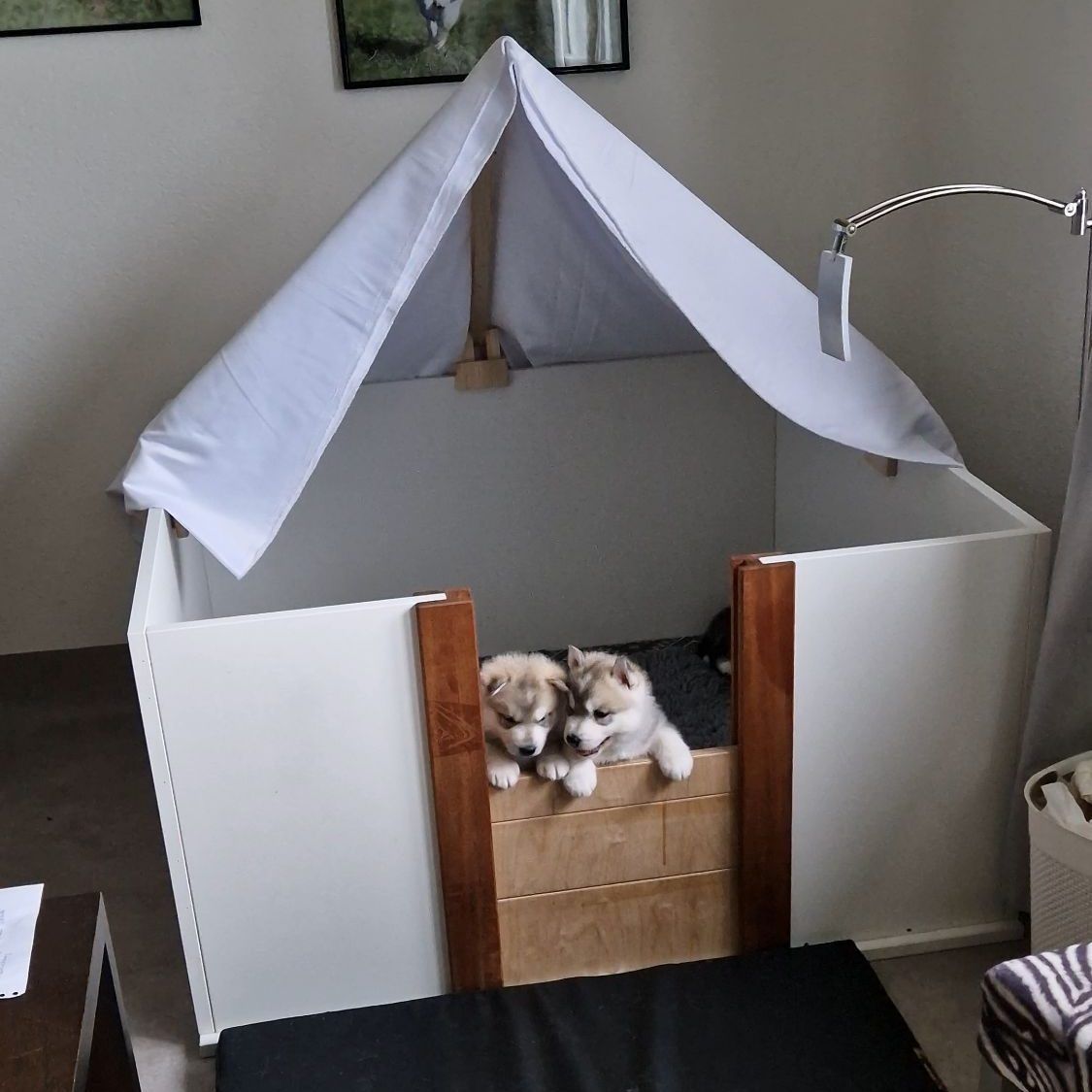 Two Husky puppies looking out of the whelping box with its white canopy