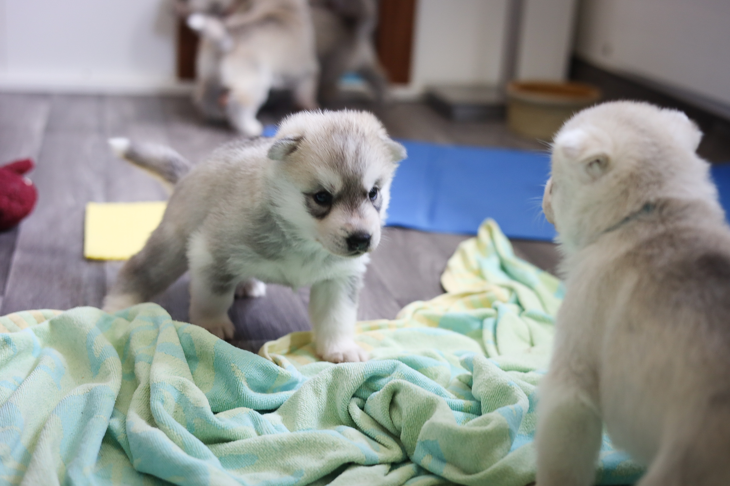 Neugeborene Husky-Welpen schlafen eng aneinander auf der Decke der Wurfbox