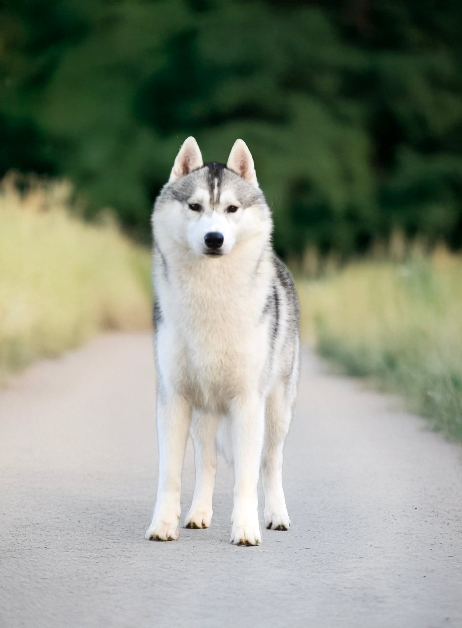 Grau-weisser Siberian-Husky-Rüde steht frontal auf einem Weg vor sommerlichem Grün