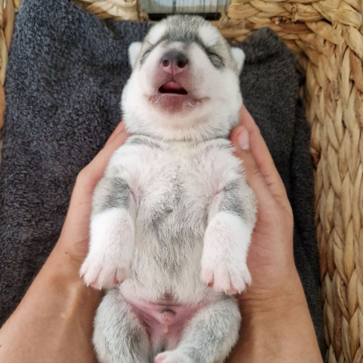 Que Viva el Mechor Heroe of Joiel’s Palace als neugeborener Husky-Welpe aus dem Q-Wurf 2023 in zwei Händen