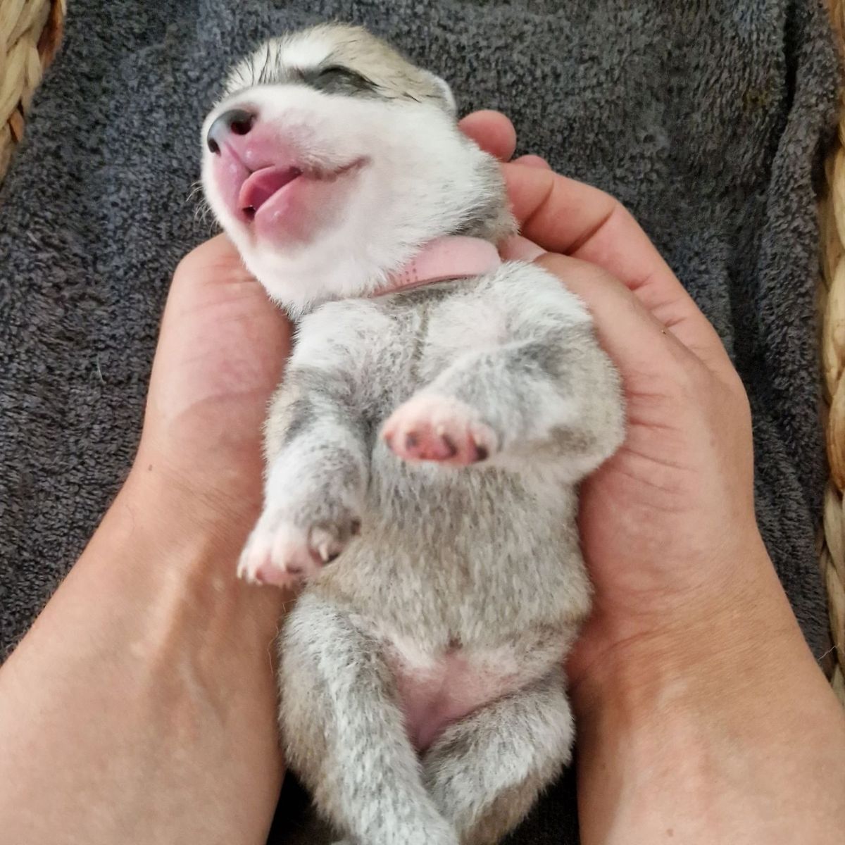 Que Viva la Bella Zarina of Joiel’s Palace als neugeborener Husky-Welpe aus dem Q-Wurf 2023 in zwei Händen