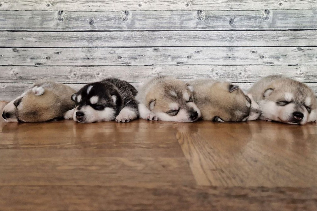 Fünf Husky-Welpen schlafen nebeneinander vor einer Holzwand