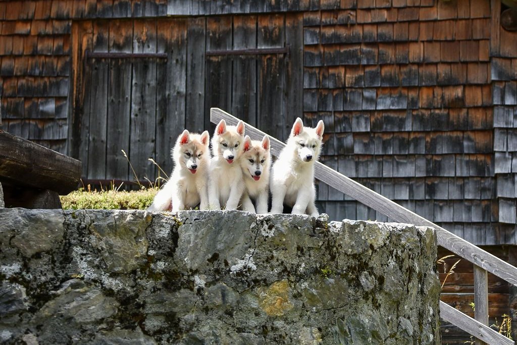 Fünf Husky-Welpen schlafen nebeneinander auf dem Holzboden