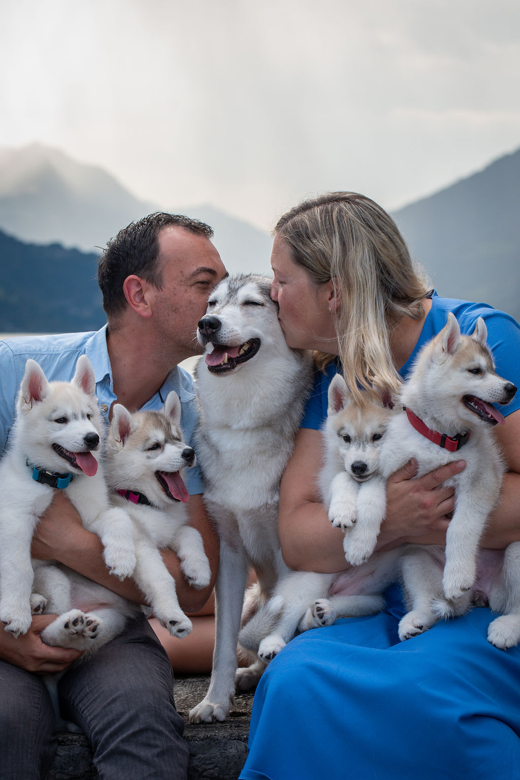 Zwei neugierige Husky-Welpen spielen mit einem Karton