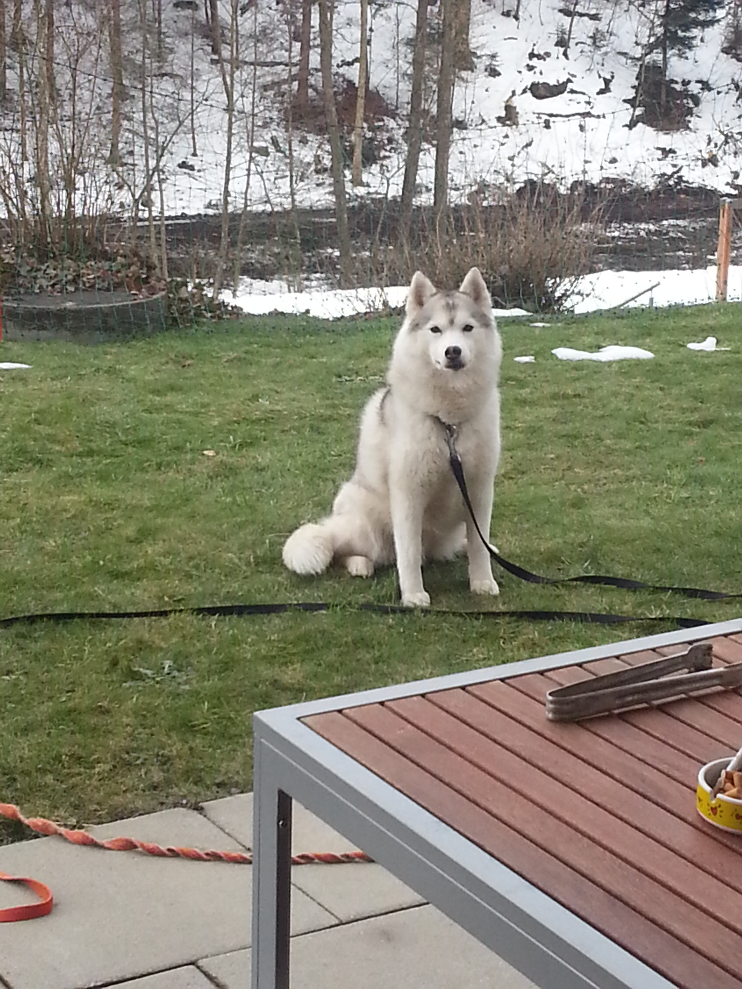 Siberian-Husky-Hündin sitzt angeleint auf dem Rasen, dahinter ein schneebedeckter Hang