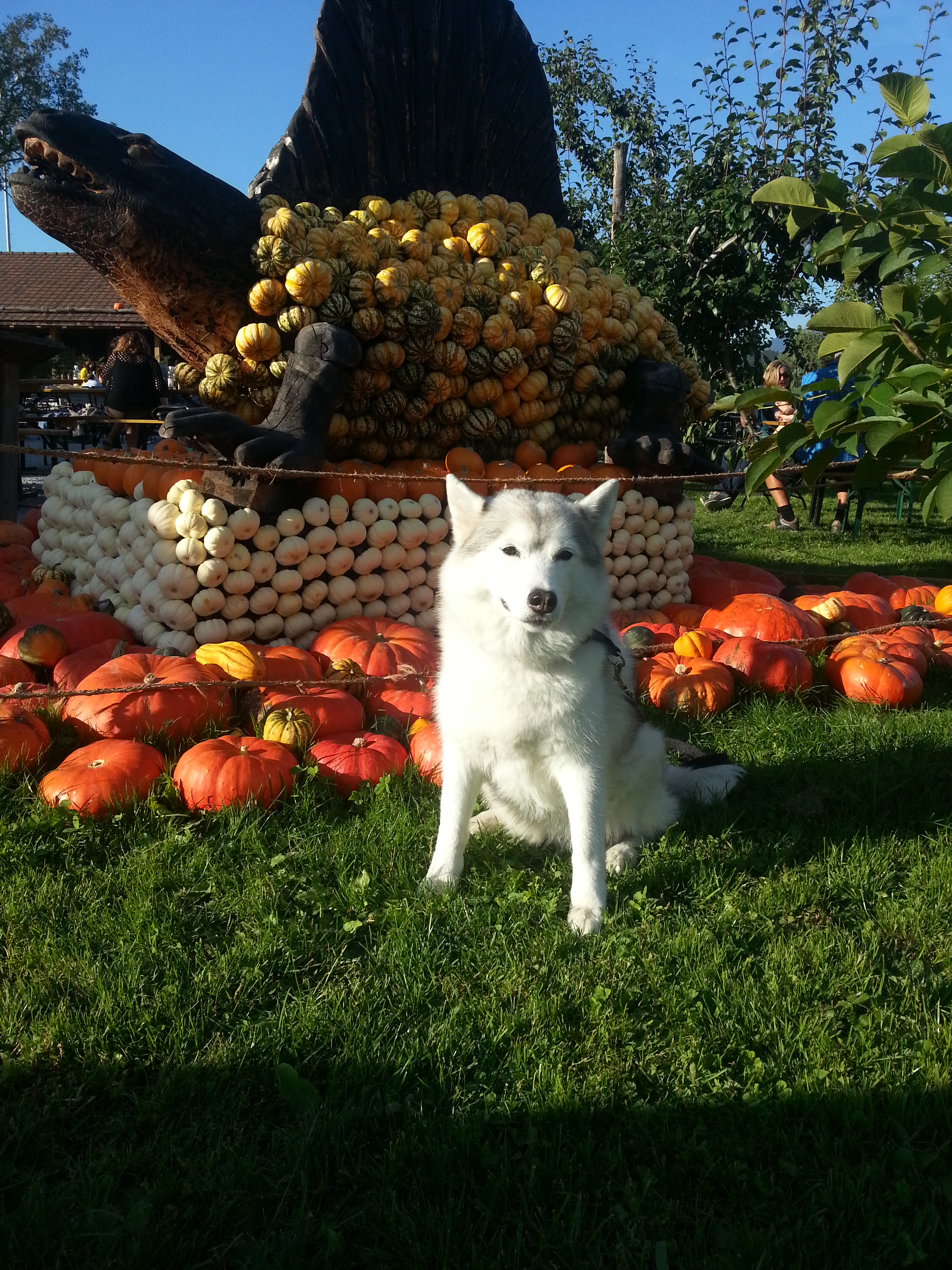 Siberian-Husky-Hündin sitzt im Gras vor einer grossen Kürbisausstellung