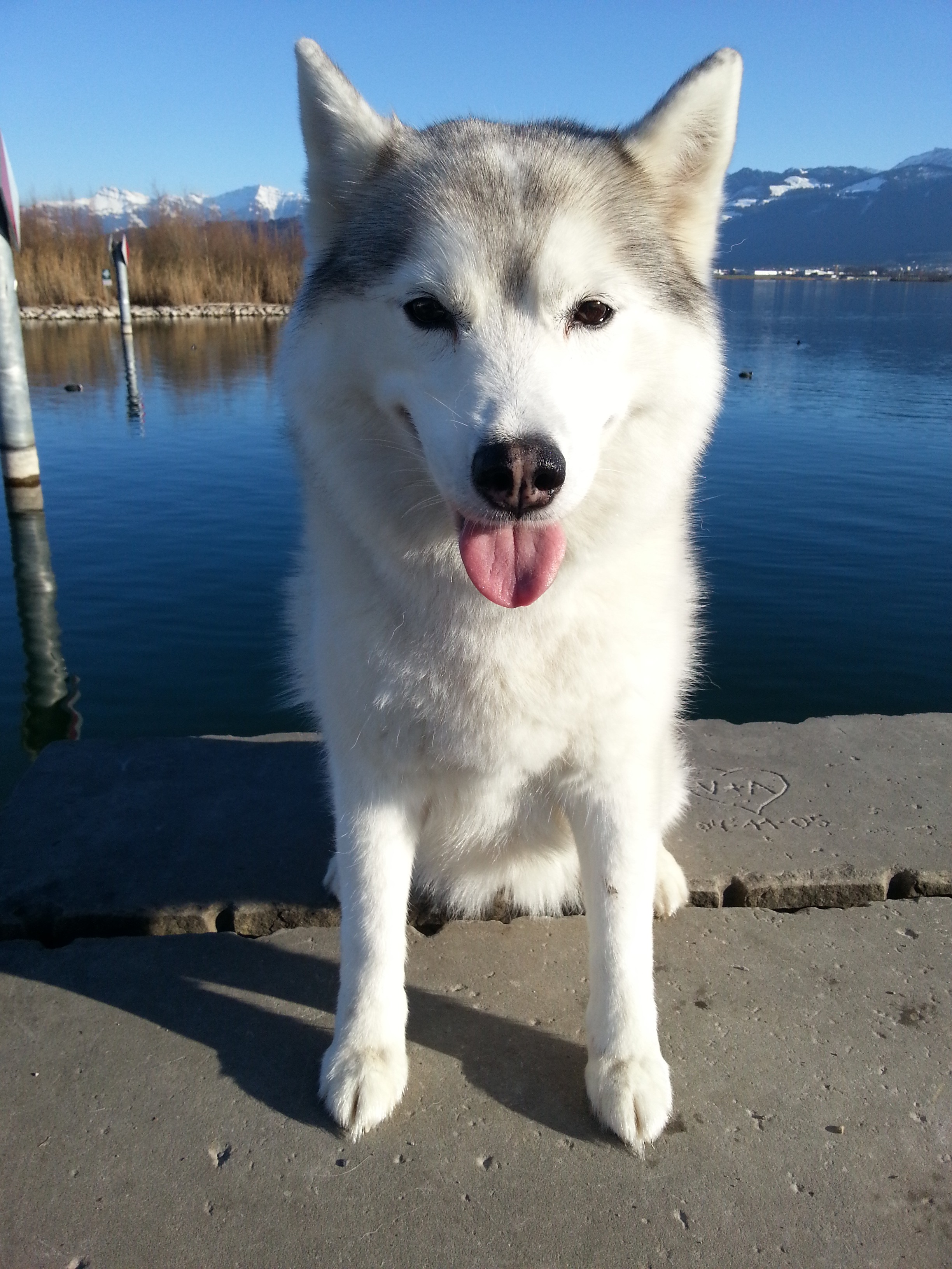 Siberian-Husky-Hündin steht mit heraushängender Zunge am Seeufer, dahinter verschneite Berge