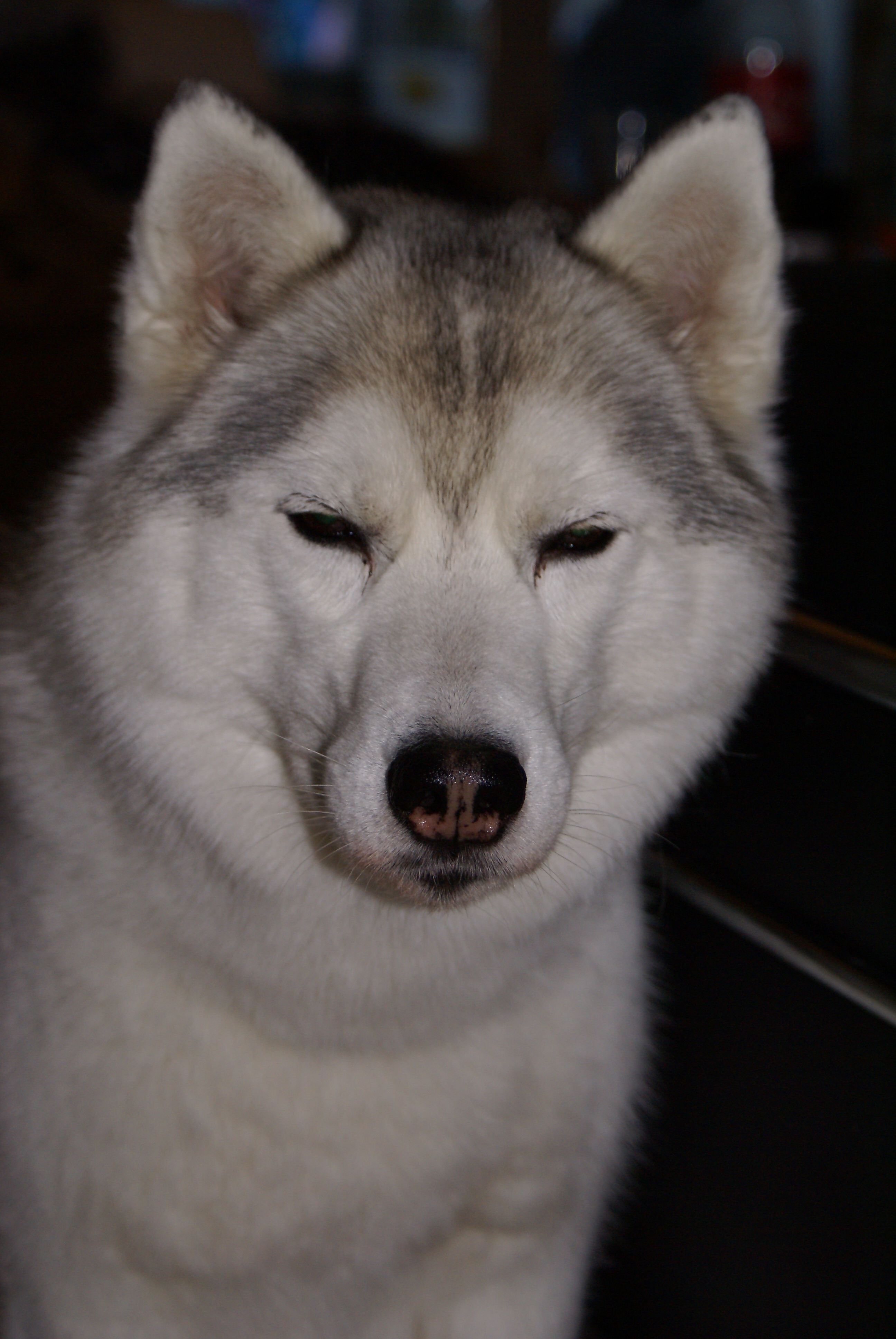 Kopfporträt einer grau-weissen Siberian-Husky-Hündin mit halb geschlossenen Augen