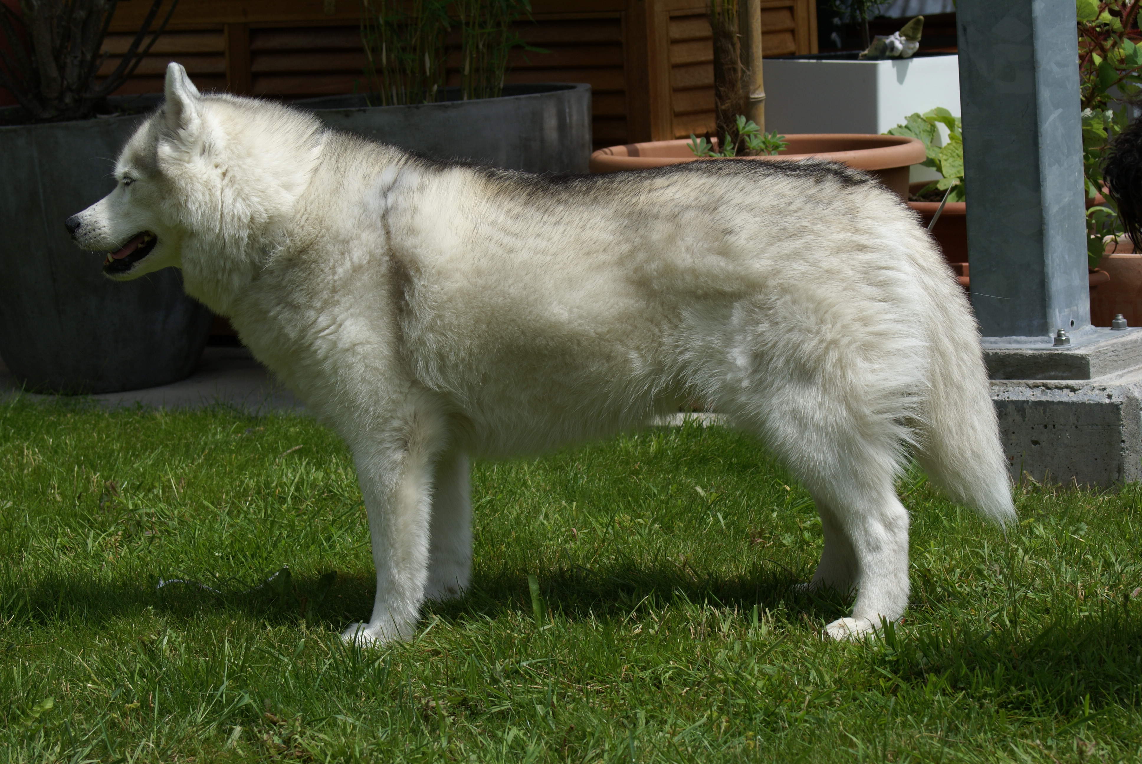 Siberian-Husky-Hündin steht im Profil auf dem Rasen vor Pflanzkübeln im Garten