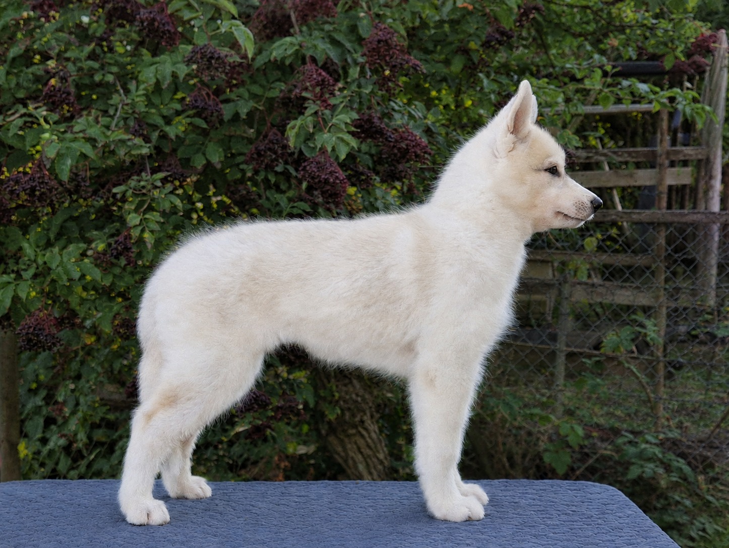 Heller Siberian-Husky-Welpe steht im Profil auf einer blauen Unterlage vor einem Holunderstrauch