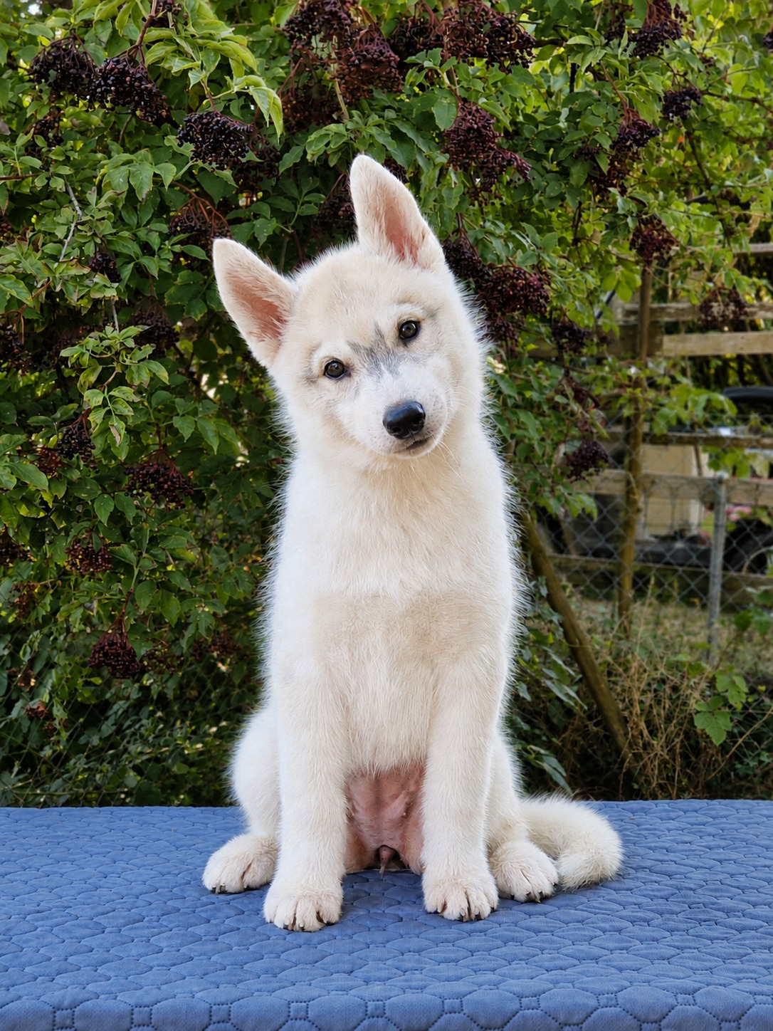 Heller Siberian-Husky-Welpe sitzt frontal auf einer blauen Unterlage, ein Ohr zur Seite gekippt