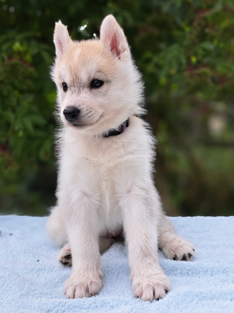 Heller Siberian-Husky-Welpe sitzt auf einem hellblauen Tuch und schaut zur Seite