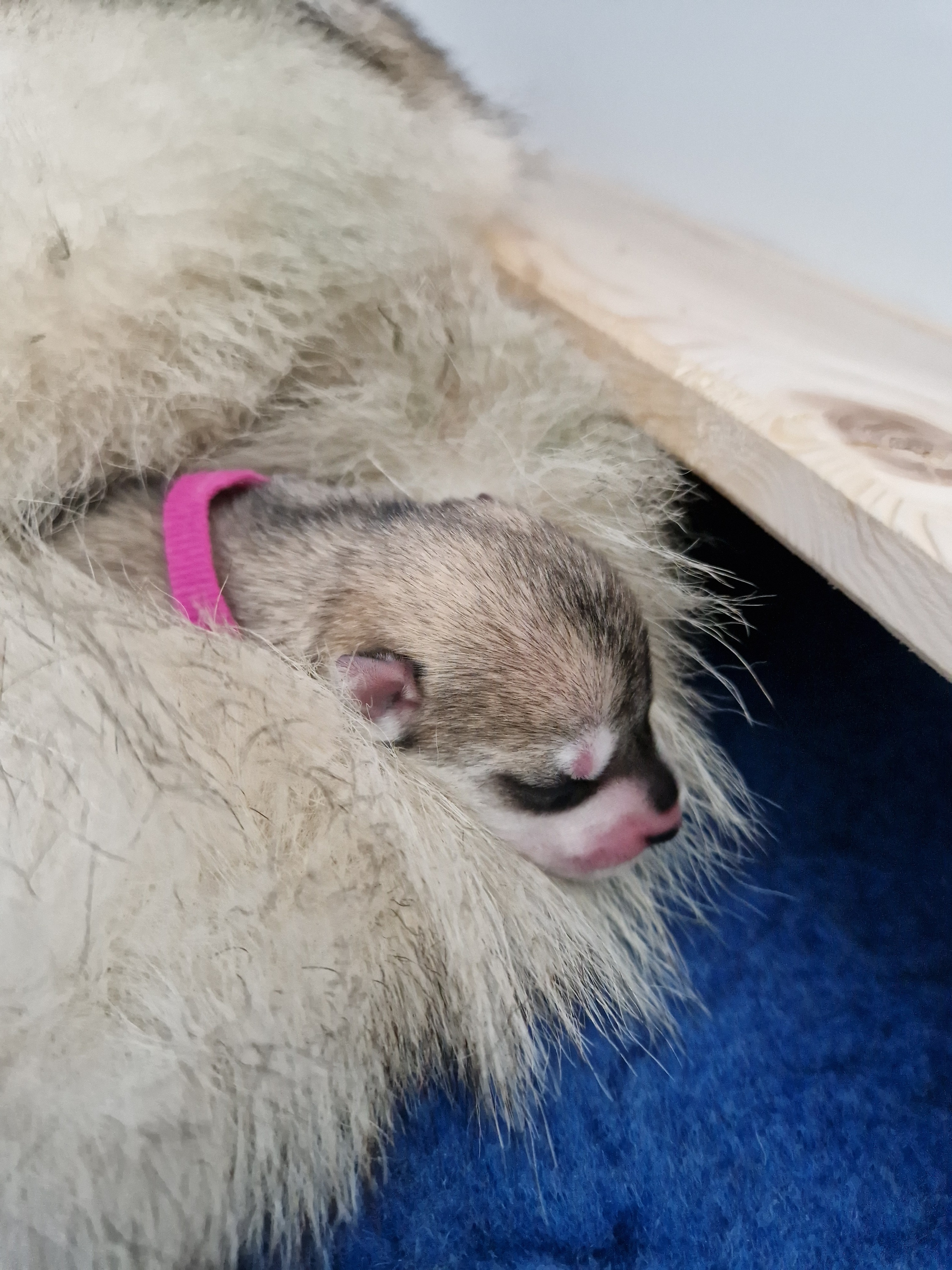 Neugeborener Siberian-Husky-Welpe mit rosa Halsbändchen im warmen Wurflager