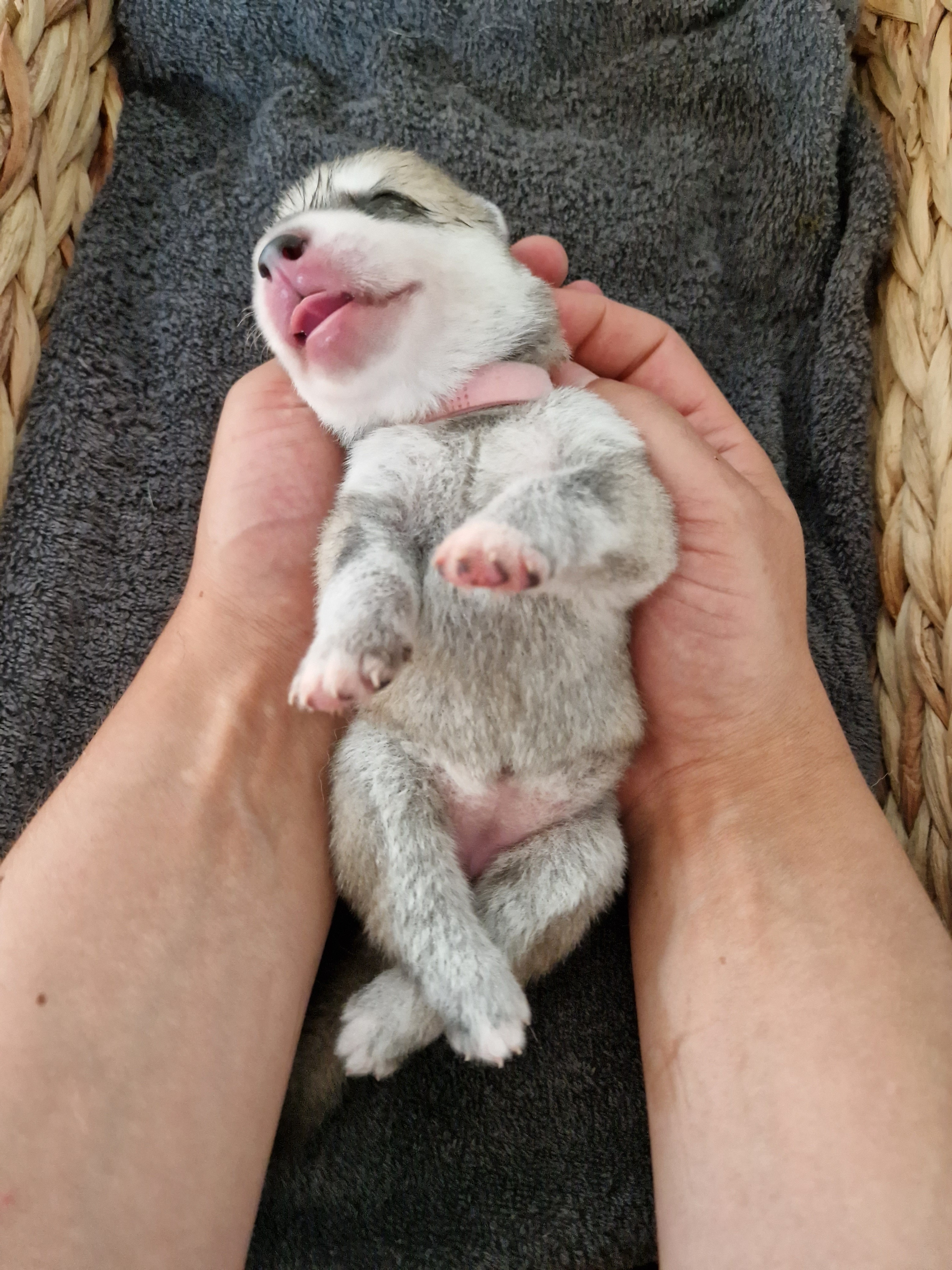 Wenige Tage alter Siberian-Husky-Welpe liegt gähnend in zwei Handflächen