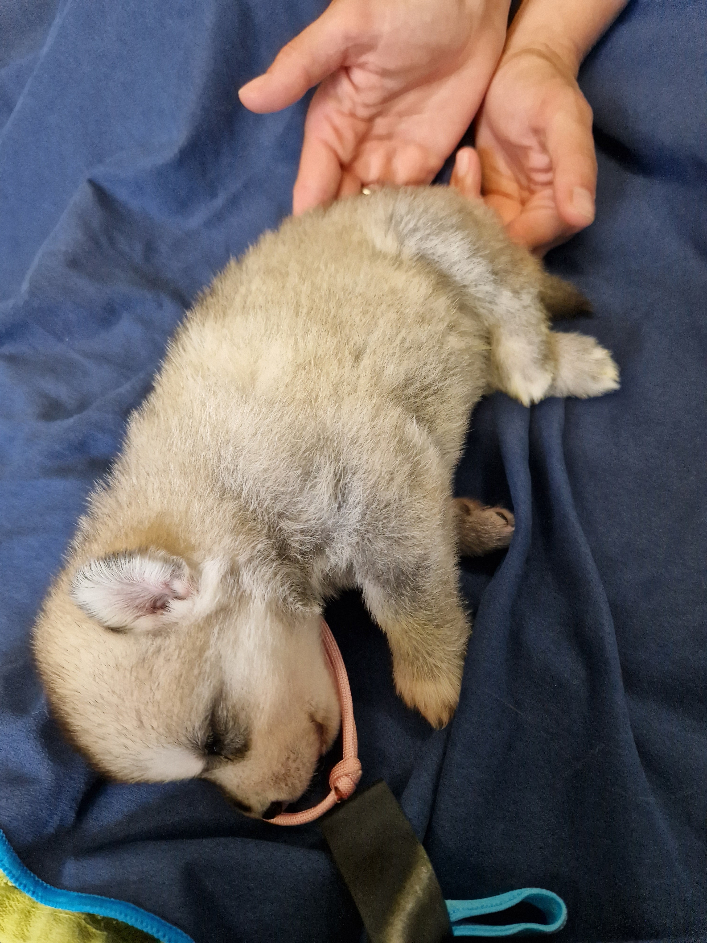 Siberian-Husky-Welpe schläft auf einer blauen Decke, eine Hand ruht auf seinem Rücken