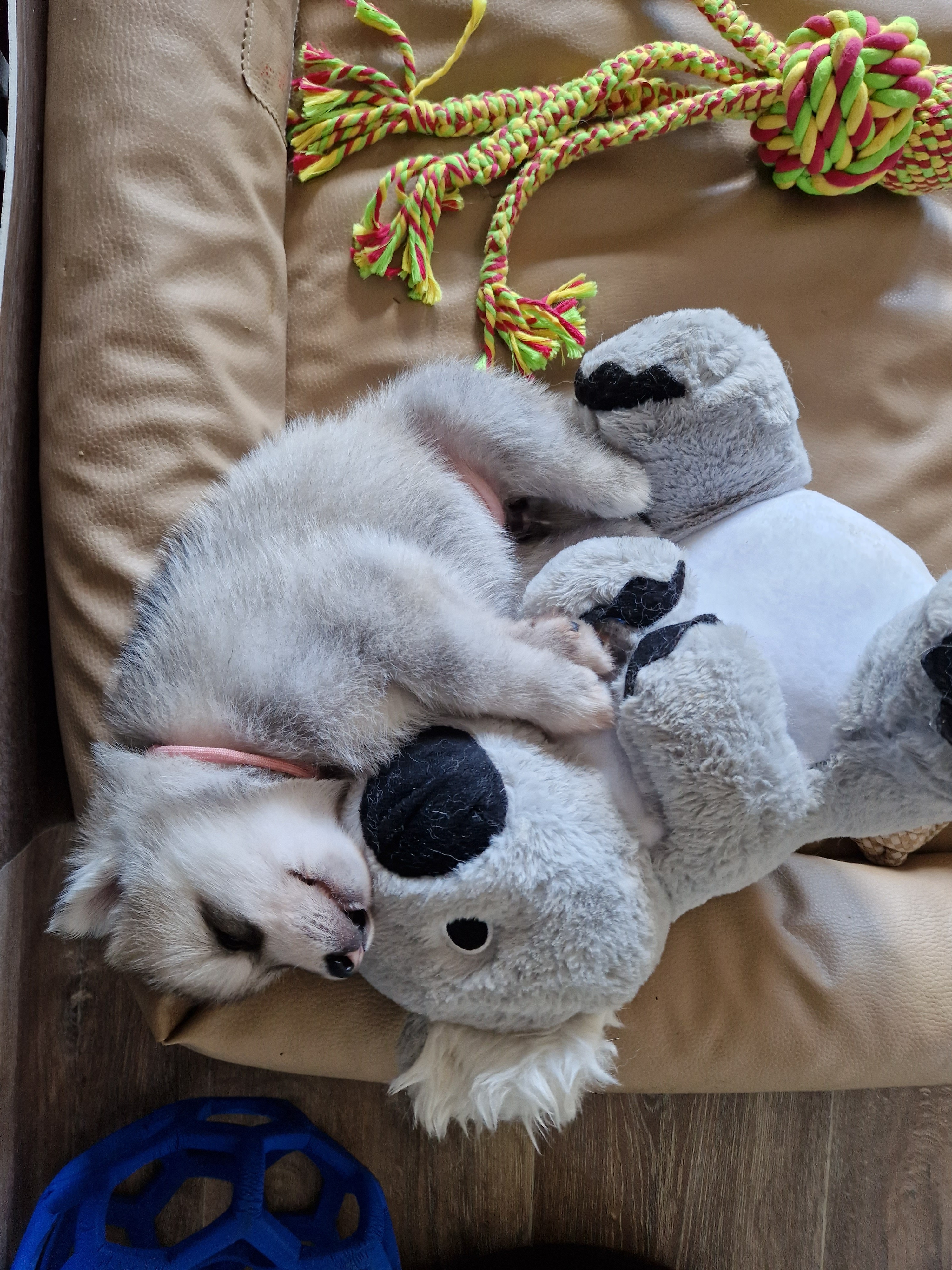 Siberian-Husky-Welpe schläft im Hundebett, an einen Koala aus Stoff gekuschelt