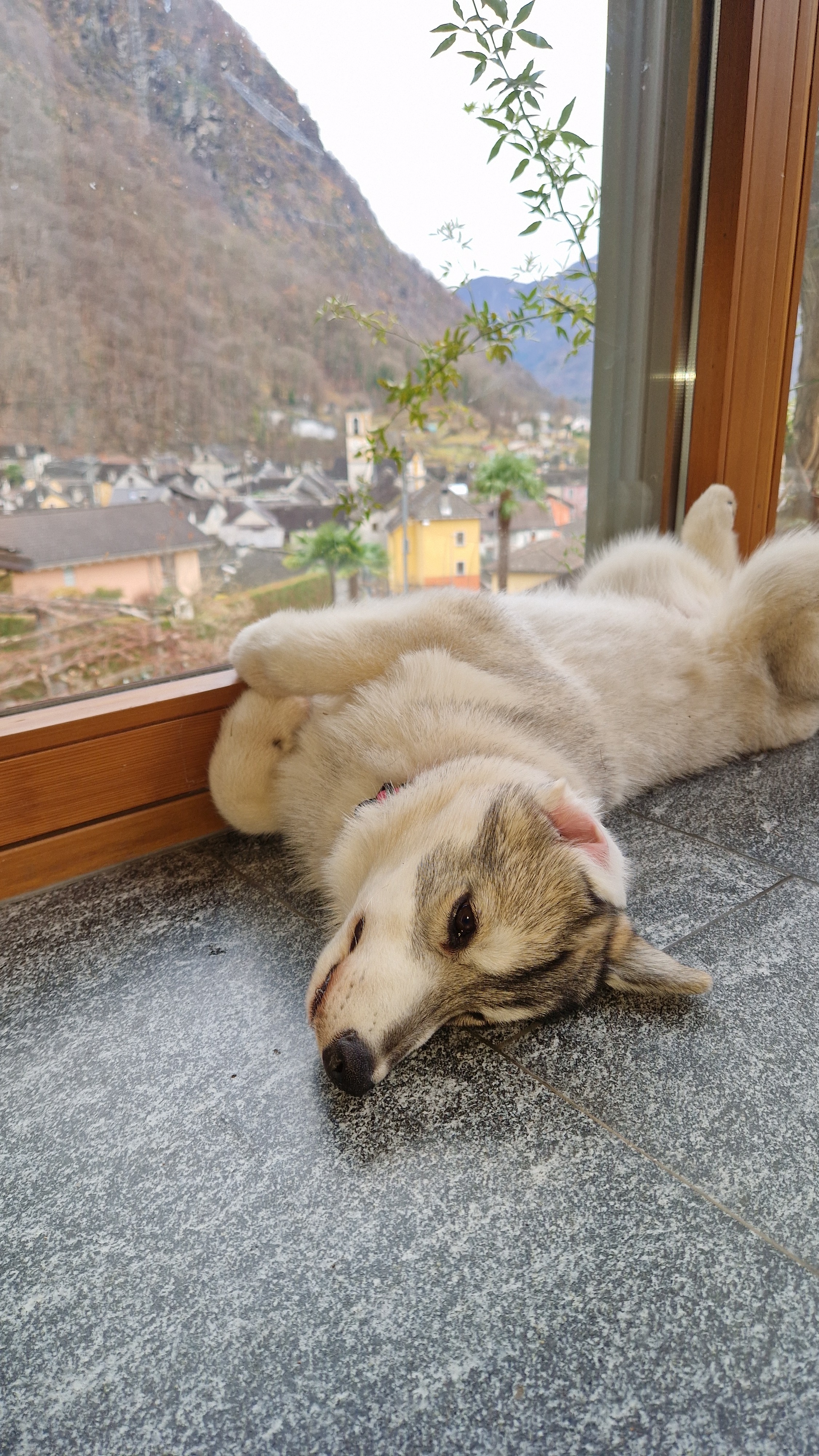 Junge Siberian-Husky-Hündin liegt ausgestreckt an einer Fensterfront, dahinter ein Dorf und Berge