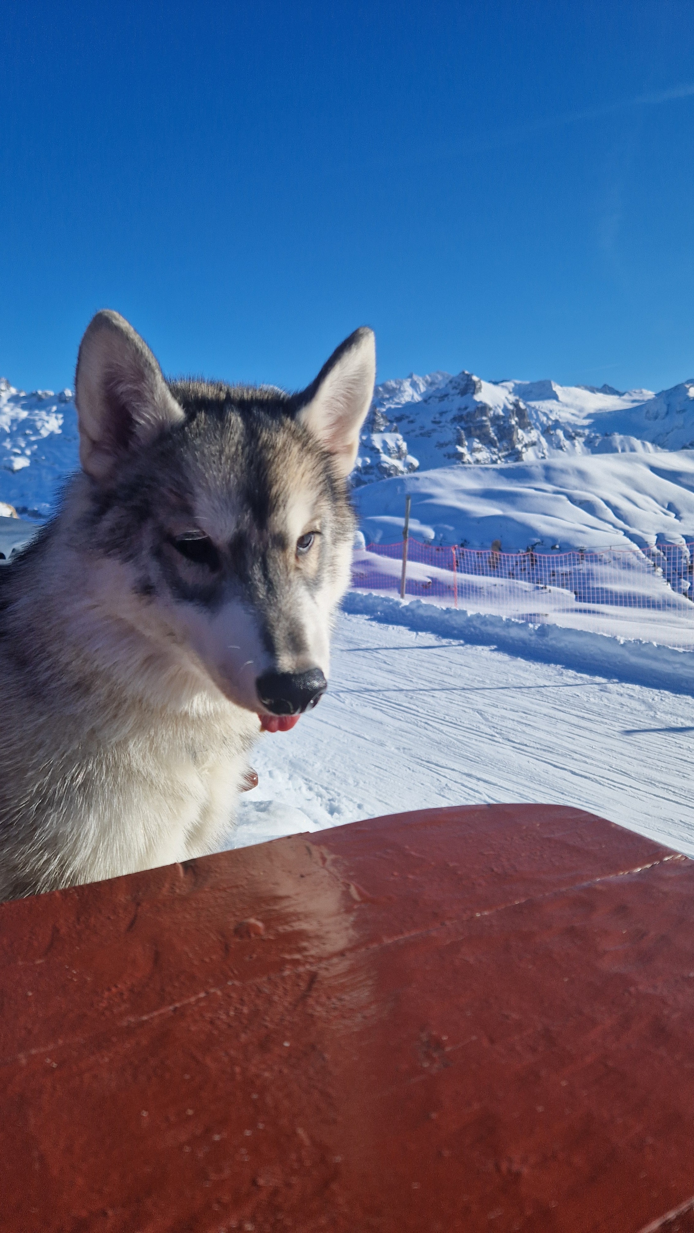 Junge Siberian-Husky-Hündin an einem Tisch auf einer verschneiten Piste vor Bergkulisse