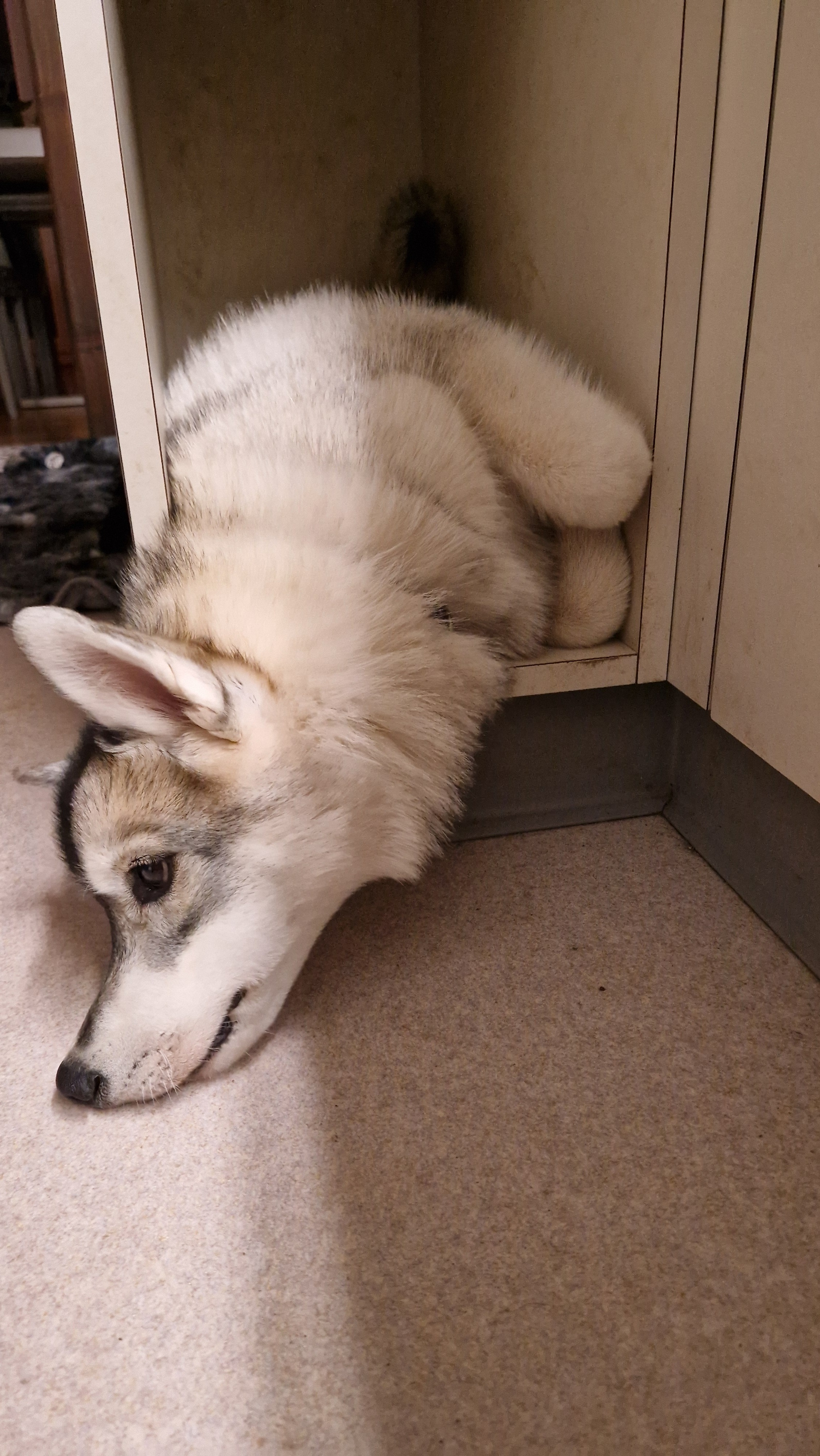 Junge Siberian-Husky-Hündin liegt ausgestreckt auf dem Boden, den Kopf abgelegt