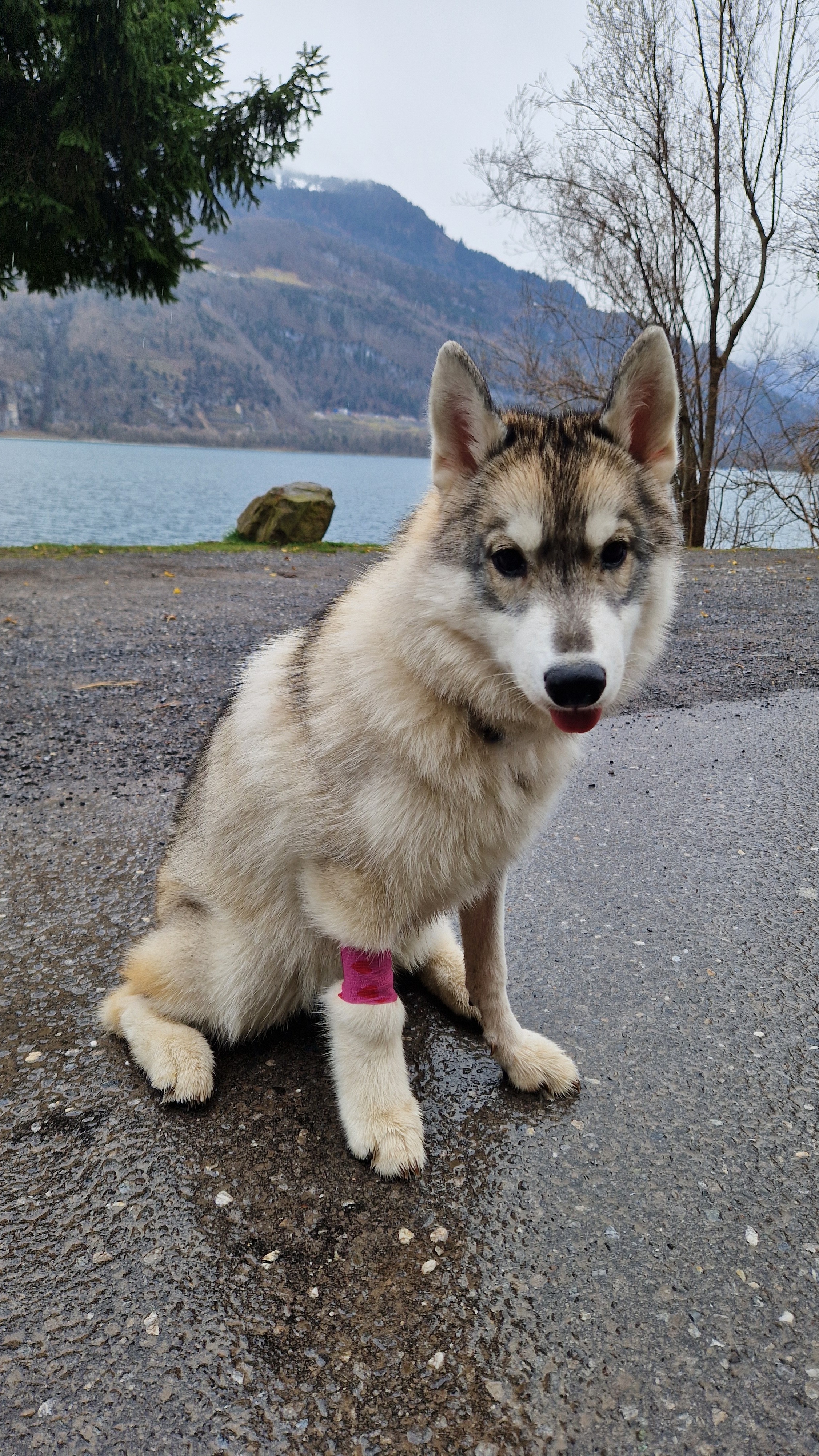 Junge Siberian-Husky-Hündin mit rosa Verband am Vorderlauf sitzt auf einem Weg am See
