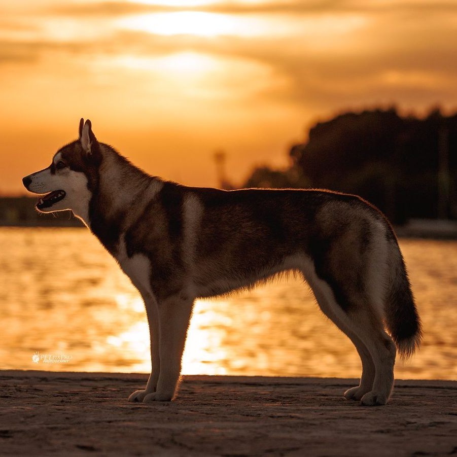 Dunkler Siberian Husky im Ausstellungsstand bei Sonnenuntergang