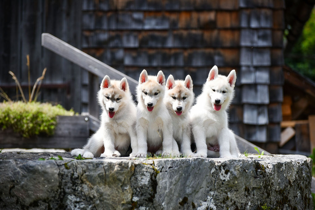 Vier helle Siberian-Husky-Welpen sitzen nebeneinander auf einer Steinmauer