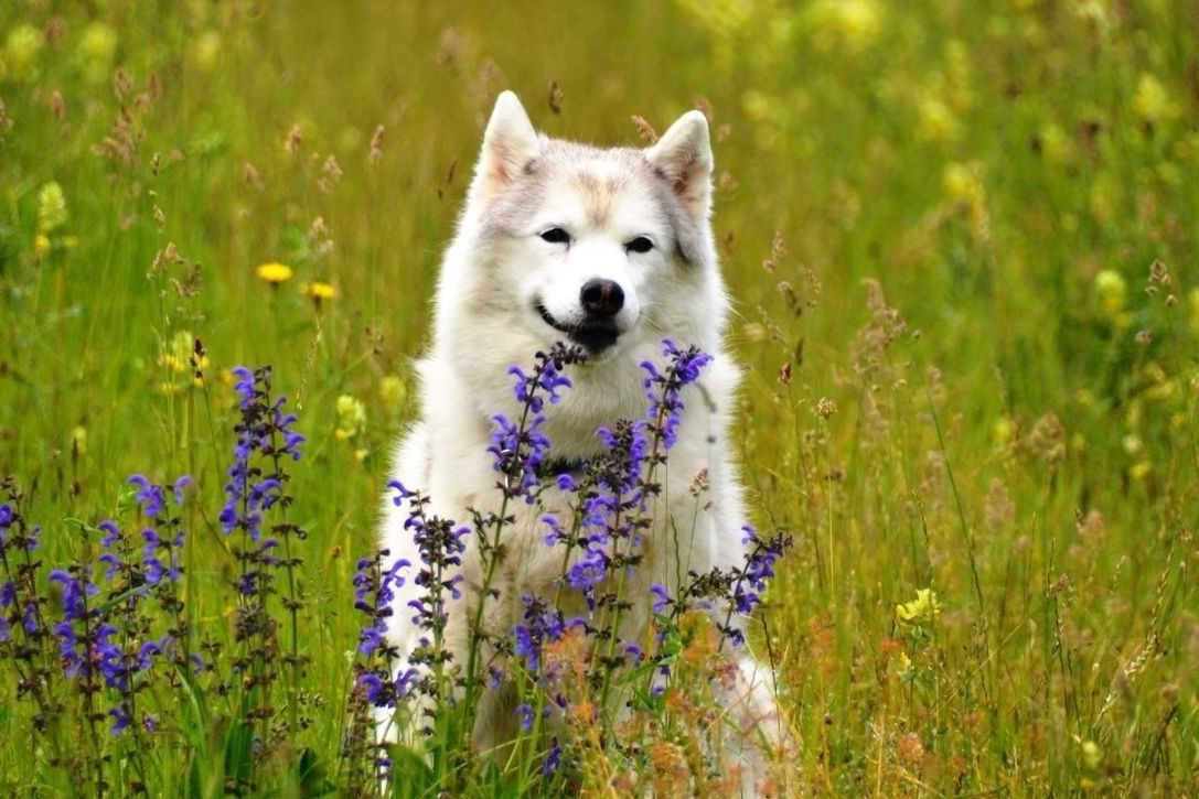 Siberian-Husky-Hündin sitzt in einer blühenden Sommerwiese